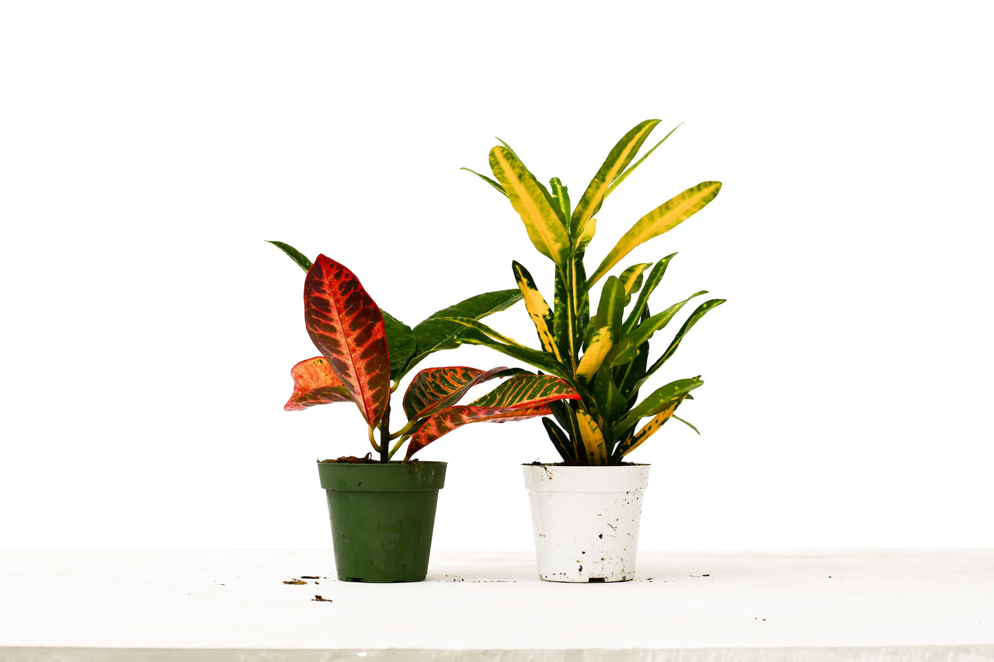 2 Croton Variety Pack - 4" Pot Croton Craze Duo: Easy Care Colorful Houseplants