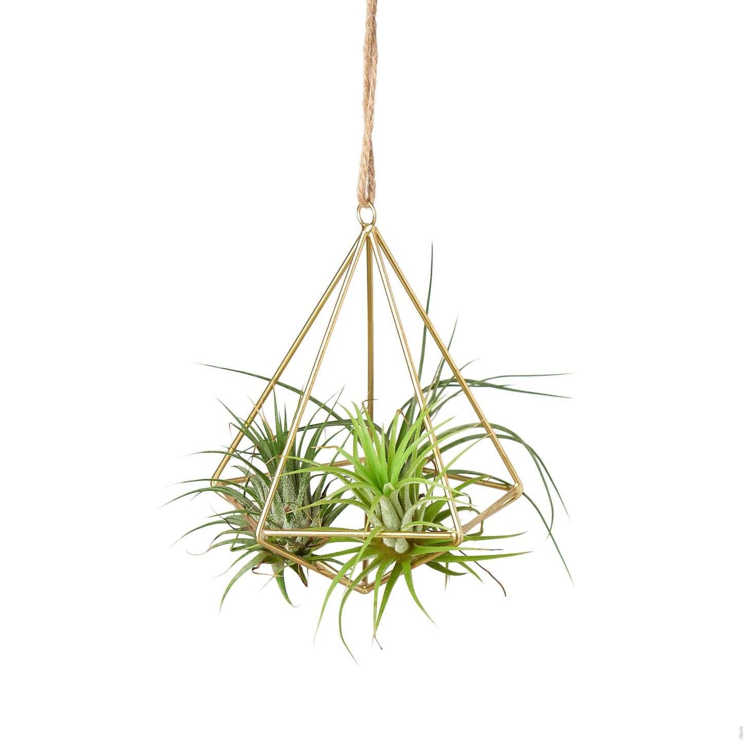Air Plant Display Hanger - Brass | Calm in the Palm: The Stylish Medium-Sized Home for Your Air Plant (*Air Plant Not Included*)