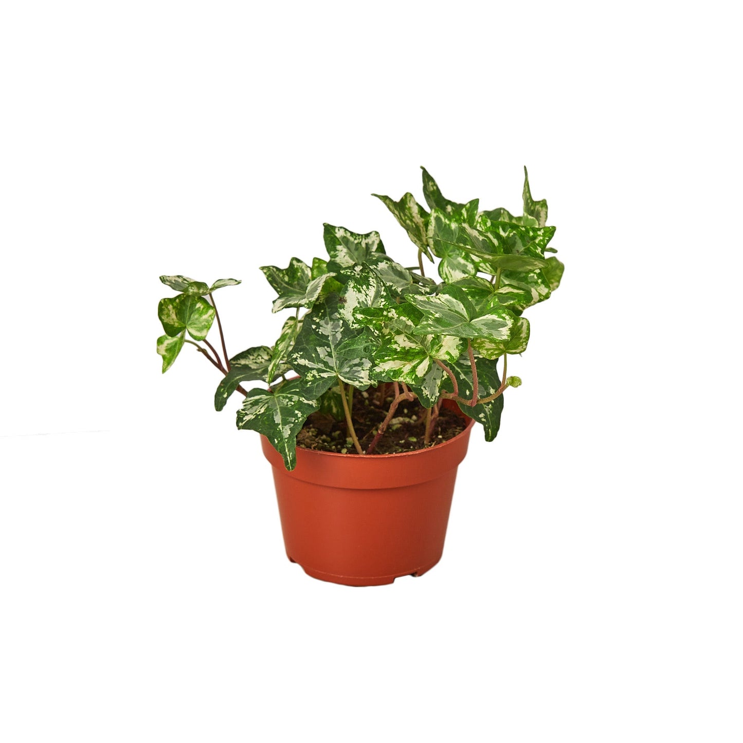 English Ivy 'Kolibre' - Kolibre Charm: Fast-Growing Variegated Ground Cover & Screening Plant