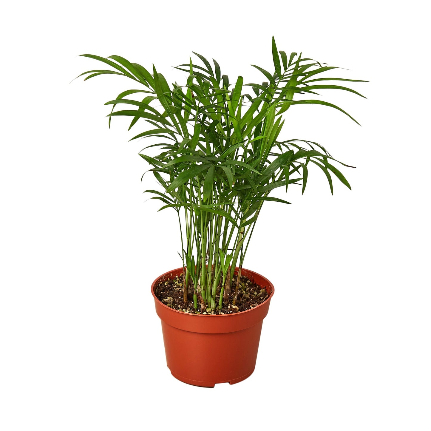 Parlor Palm - The Victorian Charmer: Low Light, Air-Purifying Indoor Plant