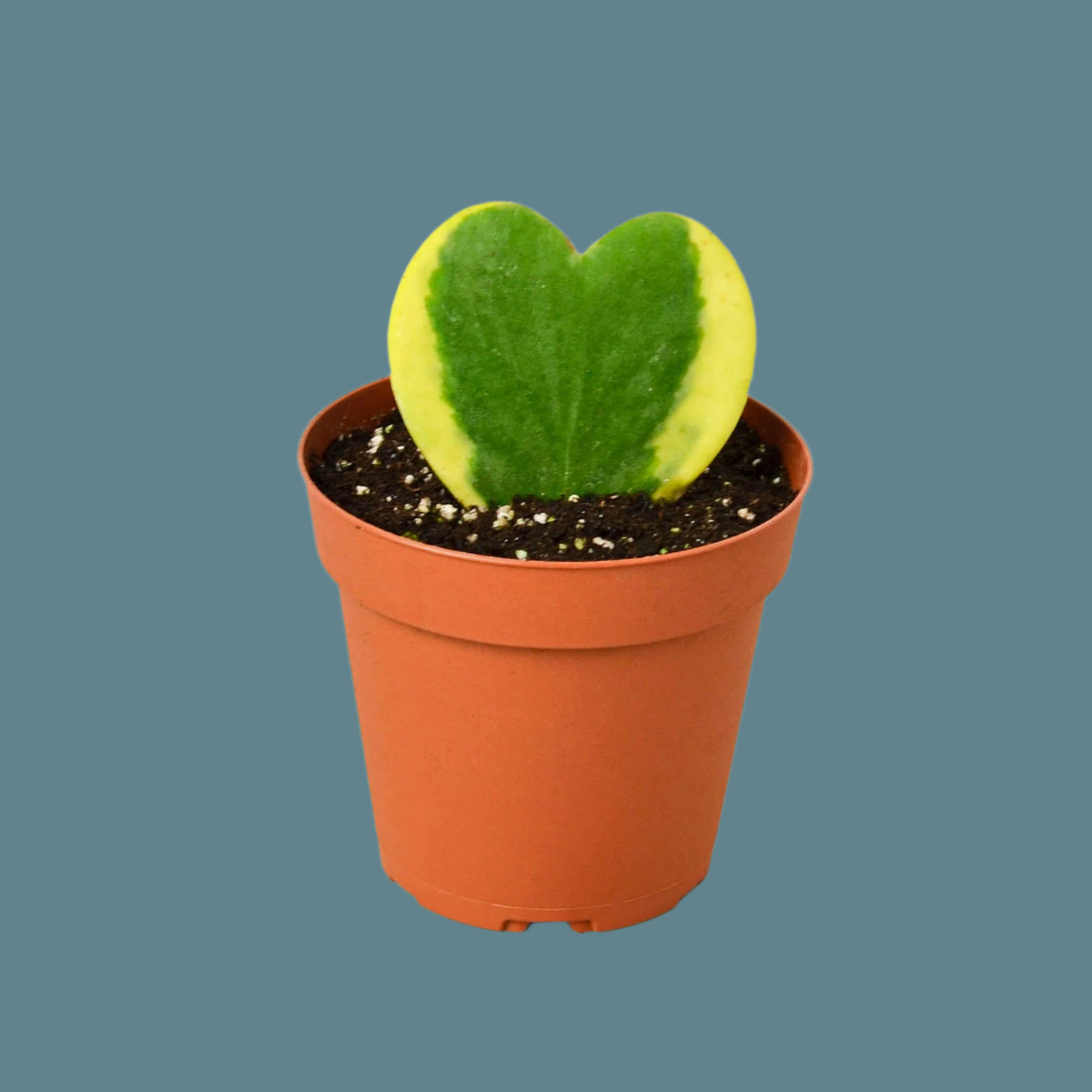 Hoya 'Sweetheart Variegated' - Heartthrob Houseplant: Dainty, Hardy, Heart-Shaped Joy