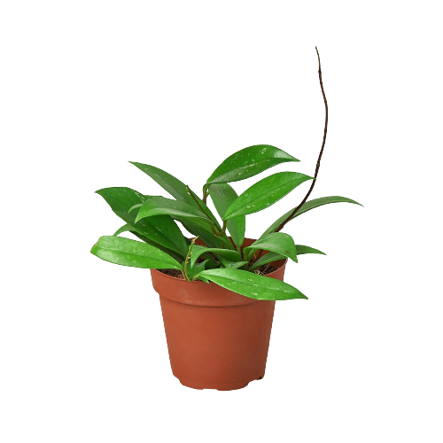 hoya plant air purifier Hoya 'Publicalyx' Wax Plant