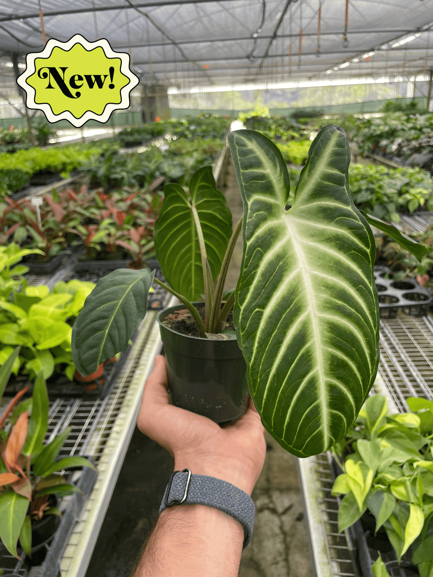 Xanthosoma 'Lindenii' - Heaven's Hues: Striking Foliage with Easy Care