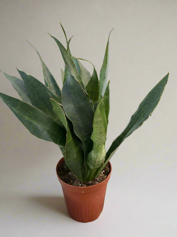 joboa snake plant Snake Plant 'Jaboa'