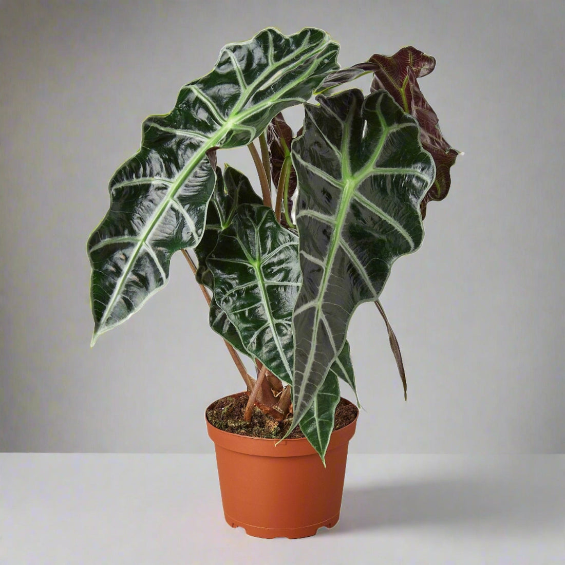 Alien Elegance: Alocasia Polly 'African Mask' - Exotic Indoor Plant with Striking Veined Leaves