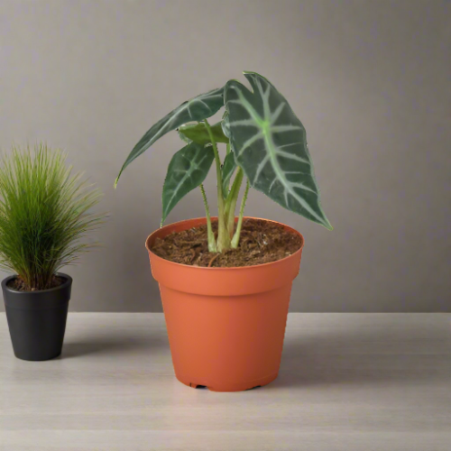 Little Jungle King Alocasia Amazonica 'Bambino' - Exotic Indoor Plant with Arrowhead Leaves and White Veins