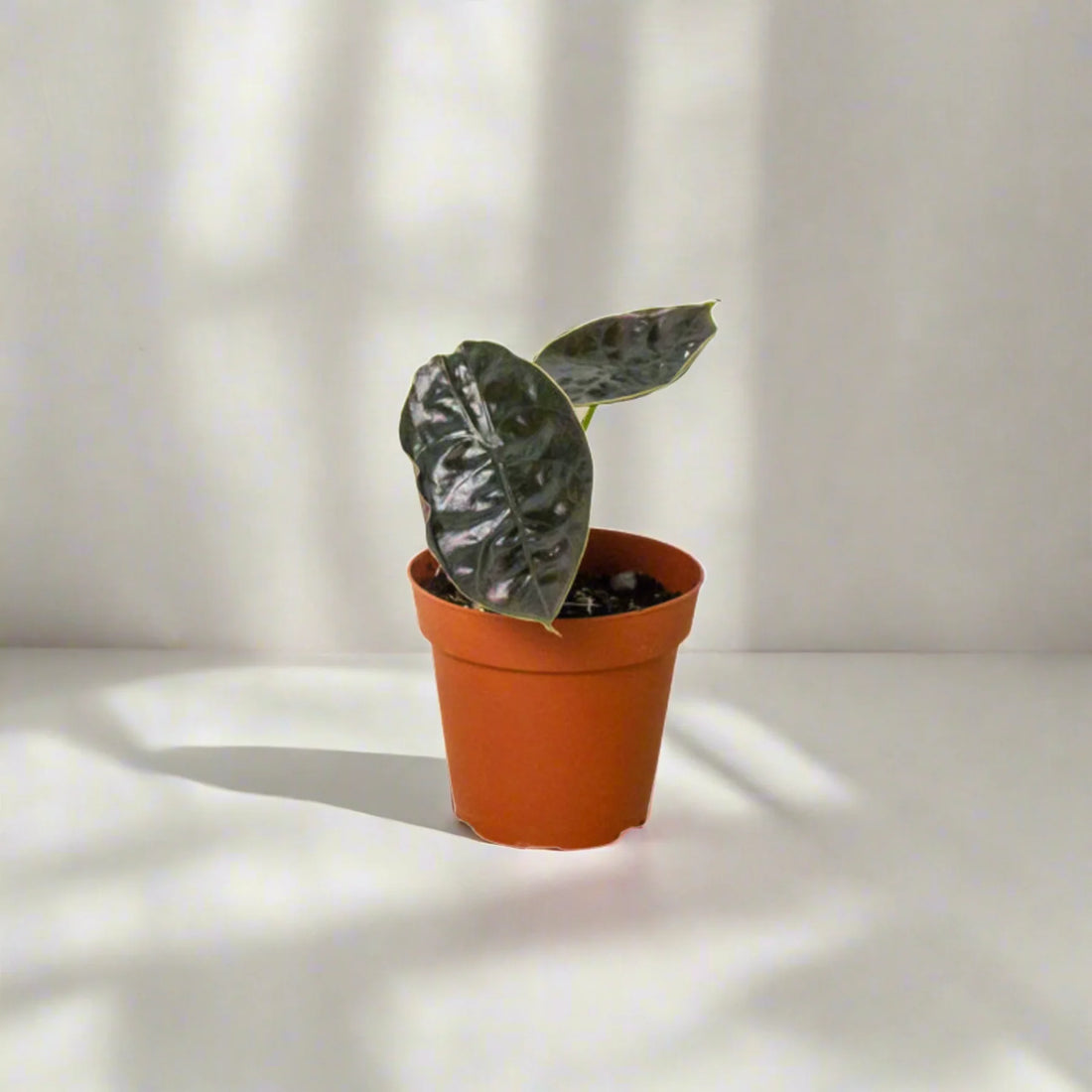 Discover the Vibrant Health Benefits of the Alocasia 'Red Mambo'