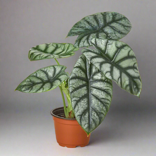 Alocasia Silver Dragon: Unique Houseplant with Stunning Silvery Leaves