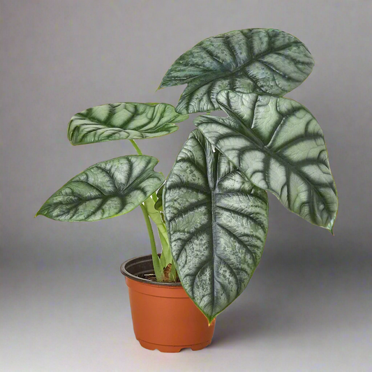 Gleaming Elegance: Discover the Alocasia Silver Dragon's Benefits