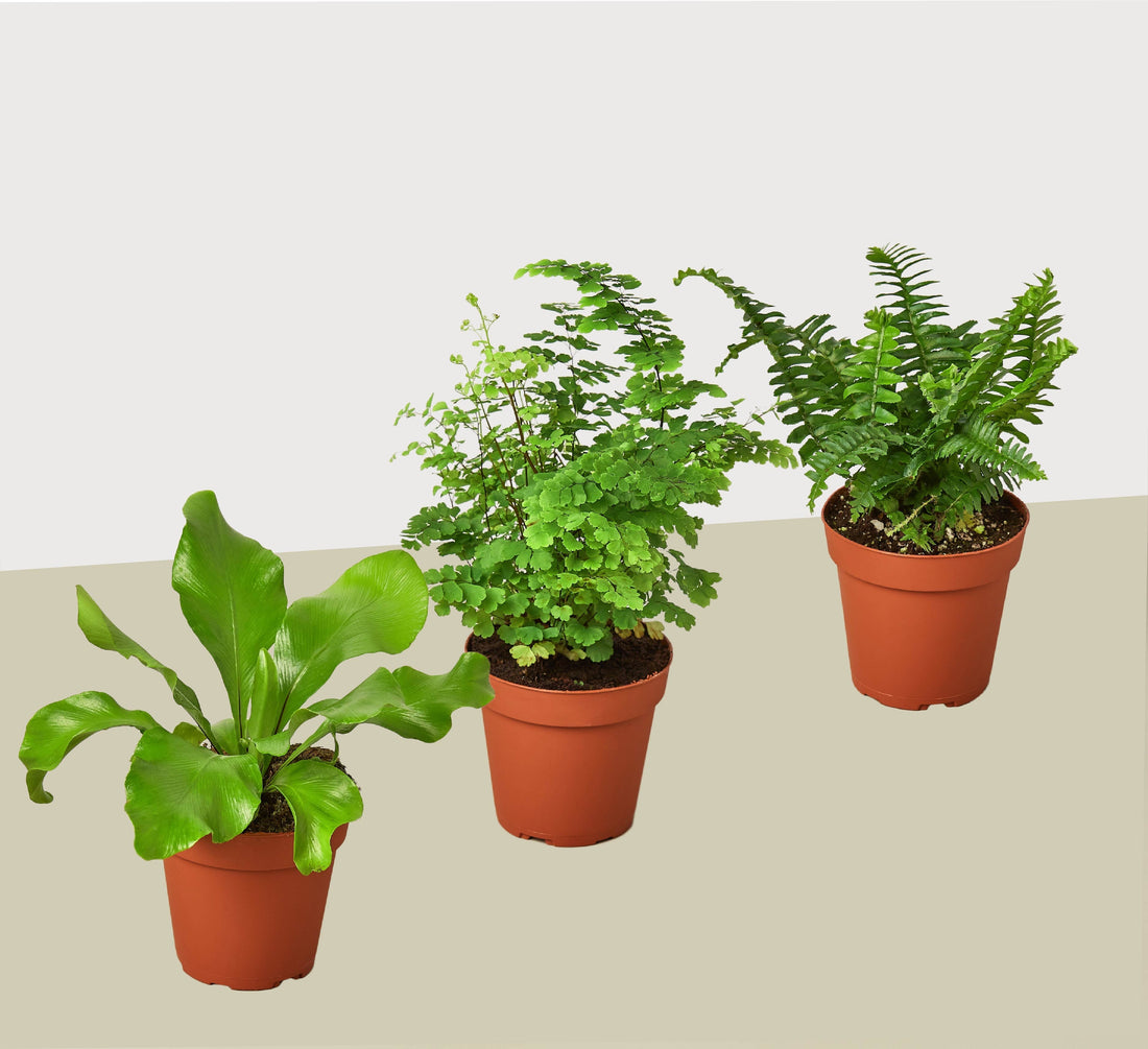 3 Fern Variety Pack - Live Plants - FREE Care Guide - 4" Pot - House Plant