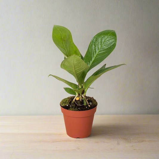 Anthurium 'Cobra'