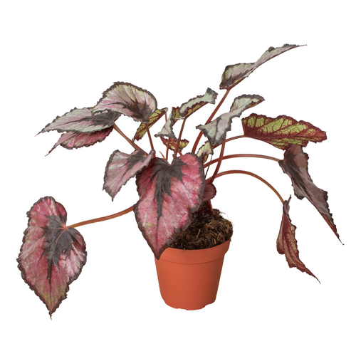 Color Burst: Begonia 'Rex' - 4" Pot