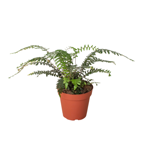 Fern Glowstar - 4" Pot