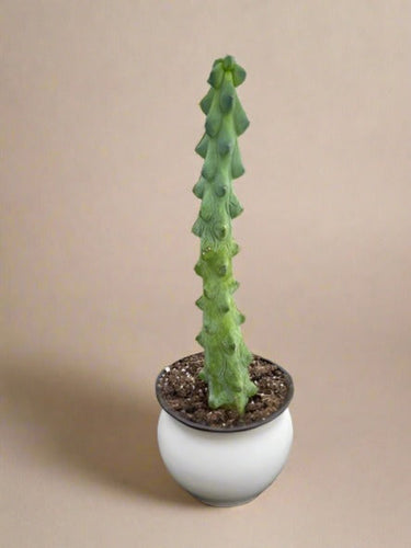 Boobie Cactus