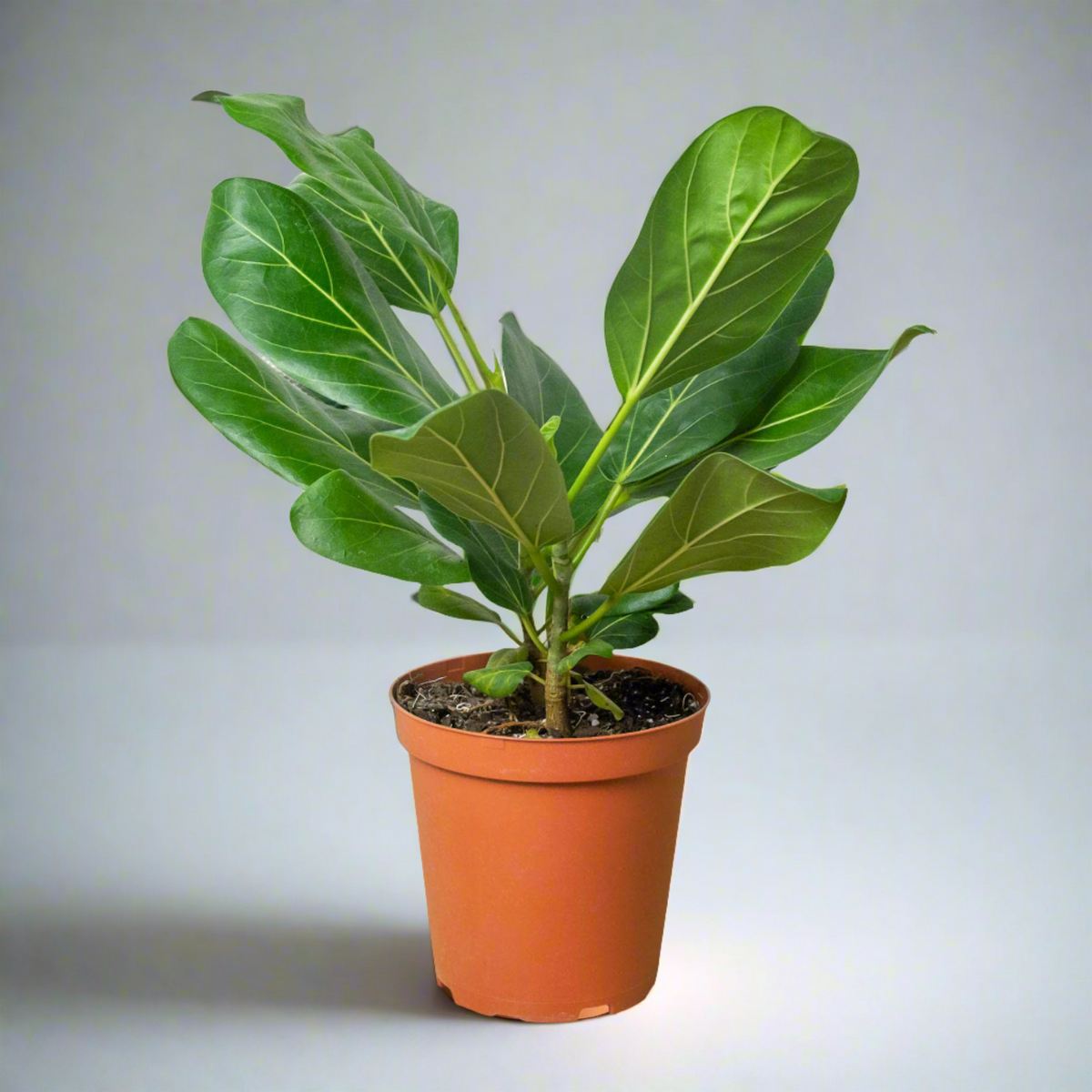 Ficus 'Audrey' Care Guide – Design Plant