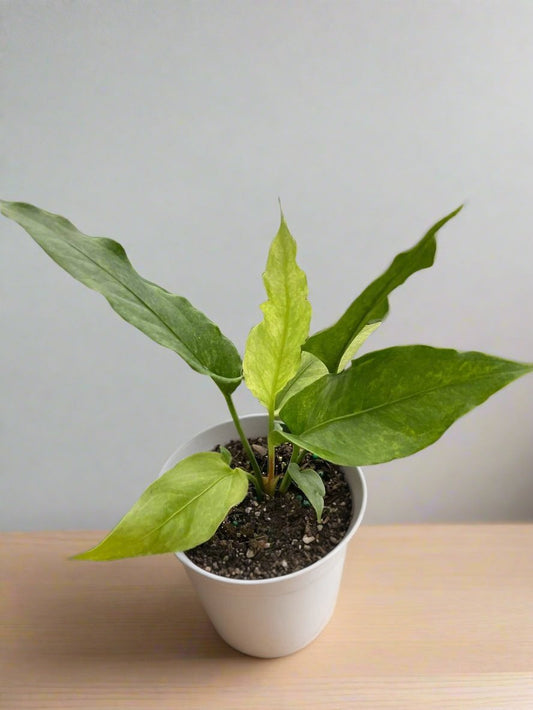 Anthurium 'Hookeri Variegated'