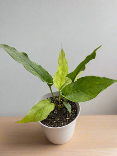 Anthurium 'Hookeri Variegated'
