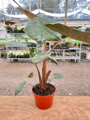 Alocasia Regal Shield - 8" Pot