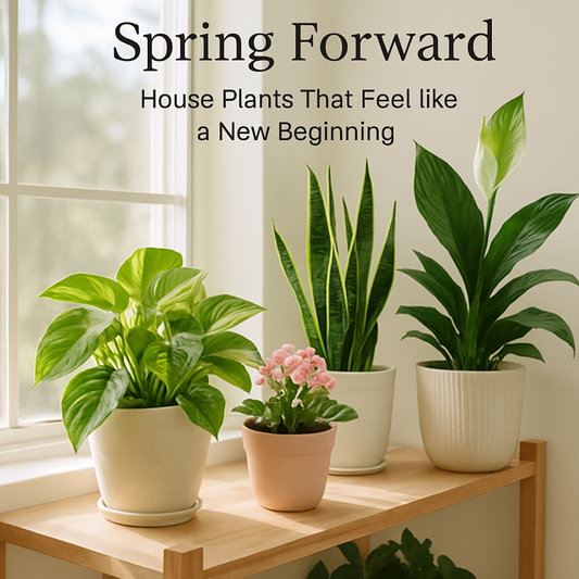 Indoor house plants in spring light near a window, symbolizing renewal and new beginnings