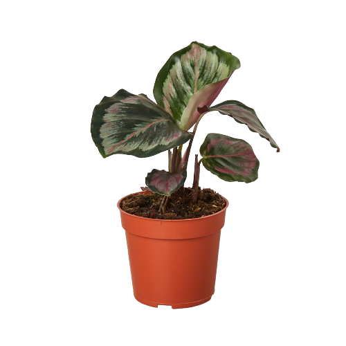 Calathea Roseopicta 'Medallion' II - 6" Pot