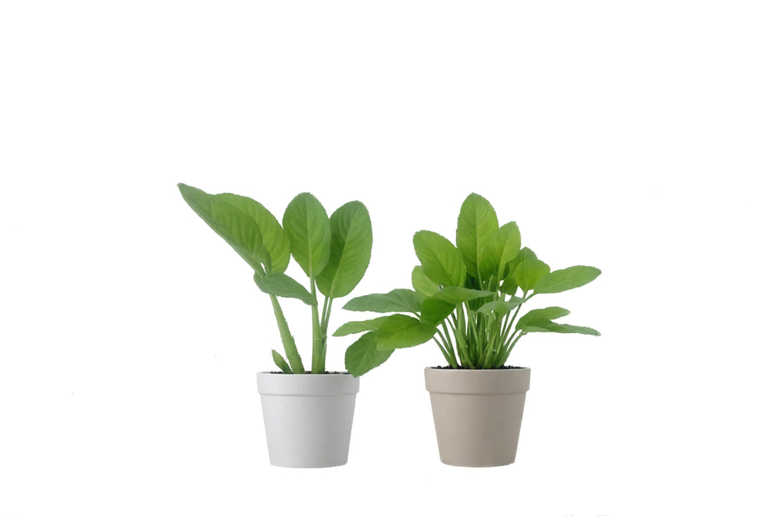 2 Calathea Plants Variety Pack in 4" Pots