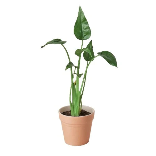 Alocasia 'Tiny Dancer' - 4" Pot