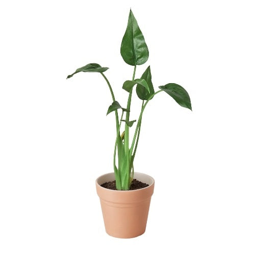 Alocasia 'Tiny Dancer' - 4" Pot