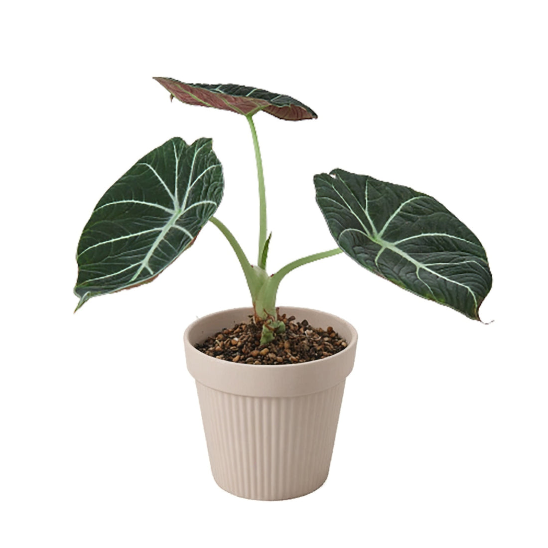 Alocasia Reginula 'Black Velvet'