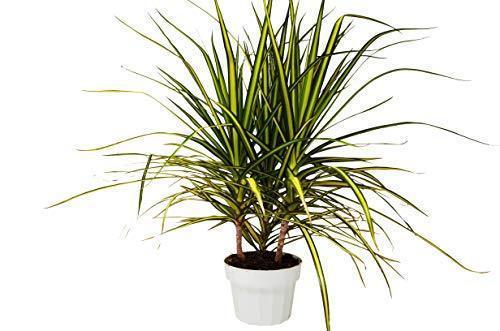 Dracaena Marginata 'Sunshine' - Sunny Vibes: Vibrant, Easy-Care Dragon Tree for Tropical Looks