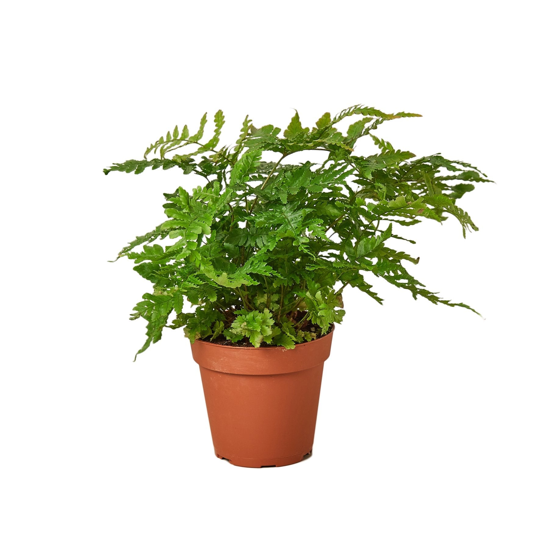 where to buy air fern plants Lush 'Autumn' Fern in Decorative Terracotta Pot