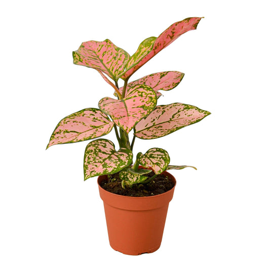 Chinese Evergreen 'Lady Valentine' - Valentine's Crush: Easy-Care Colorful Houseplant