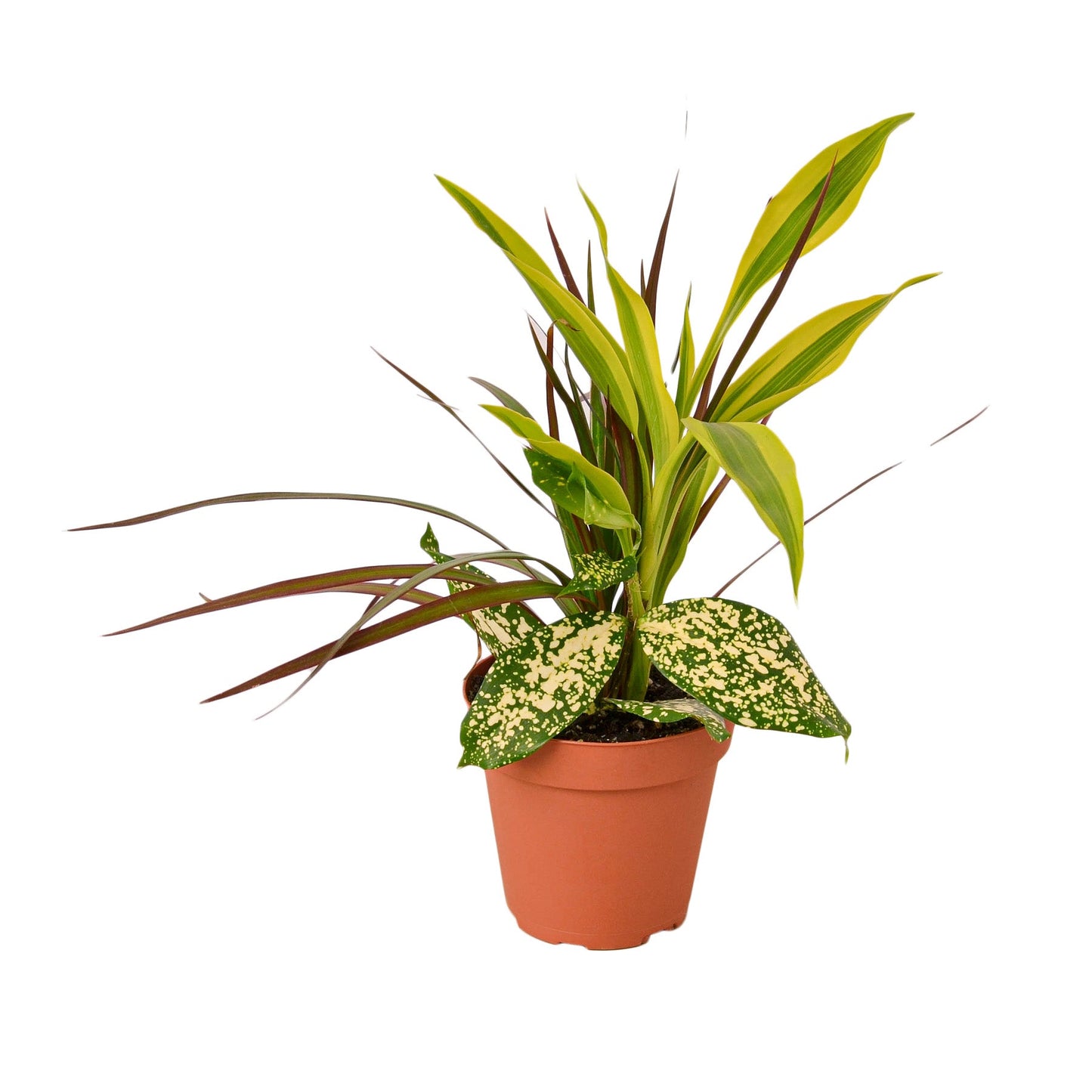 Dracaena 'Combo' - Tropical Trio Delight: Easy-Care Houseplant Mix Featuring Dragon Tree, Lemon Lime, and Croton Gold Dust