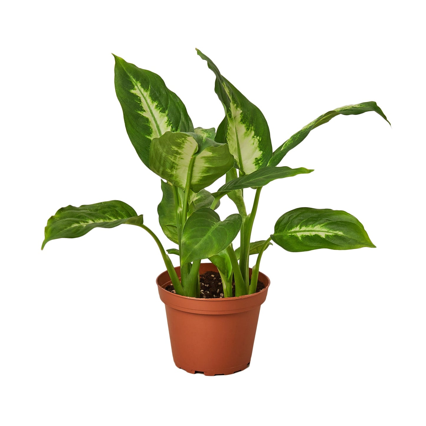 Dieffenbachia Camille - Eternal Sunshine: Vibrant, Low-Maintenance Houseplant with Striking Green and Yellow Leaves