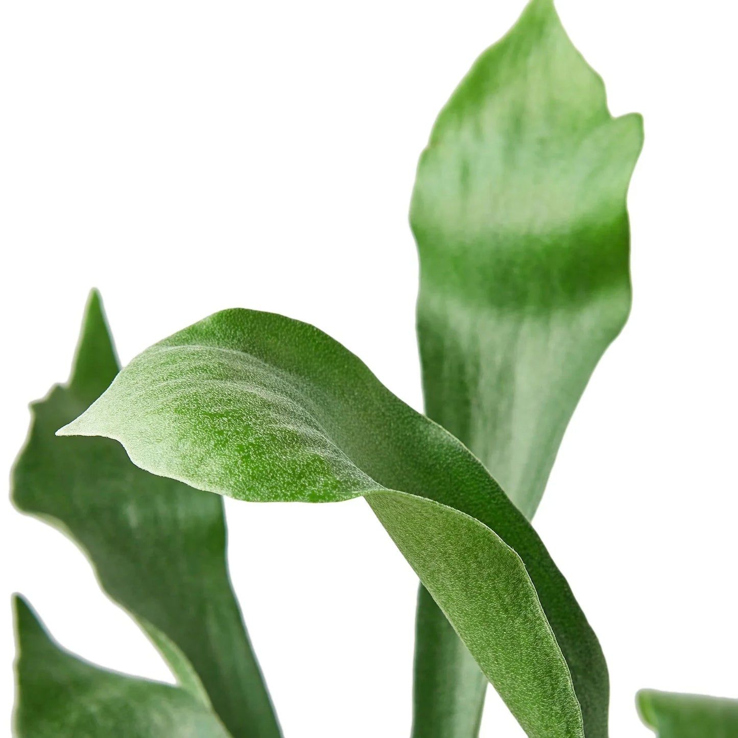 Staghorn Fern - The Horned Houseguest: Unique Indoor Plant for Low to Medium Light