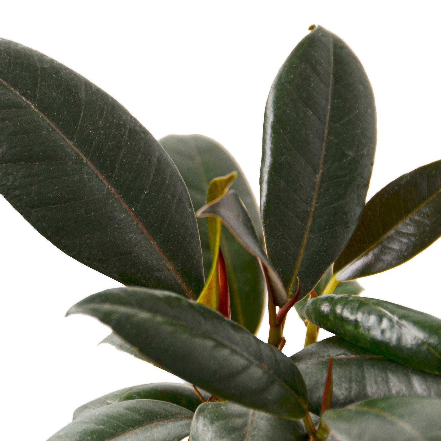 Ficus Elastica 'Burgundy' - Burgundy Bliss: Stunning Dark-Leafed Indoor Tree