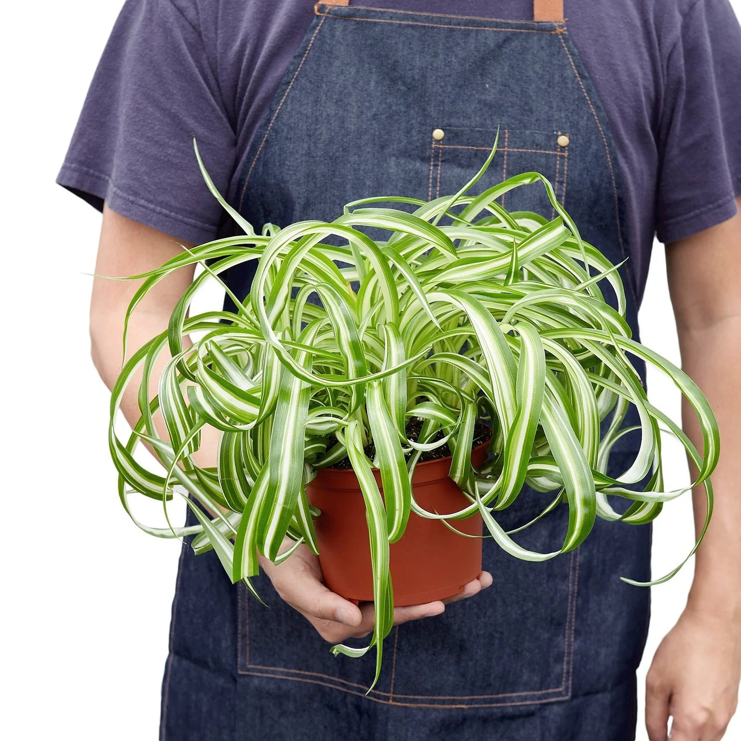 Spider Plant 'Bonnie' - Arachnid Aesthetic: Air-Purifying, Ribbon-Leaved Houseplant