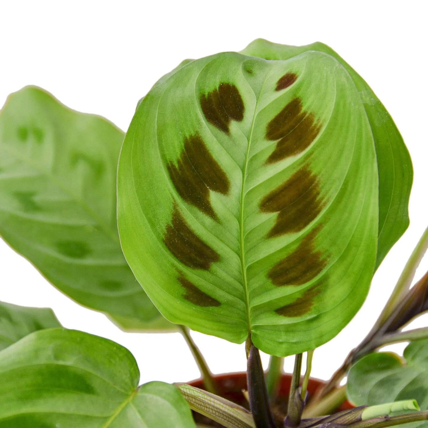 Maranta 'Leuconeura' - Prayerful Pose: Striking Houseplant with Intricate Symmetrical Patterns