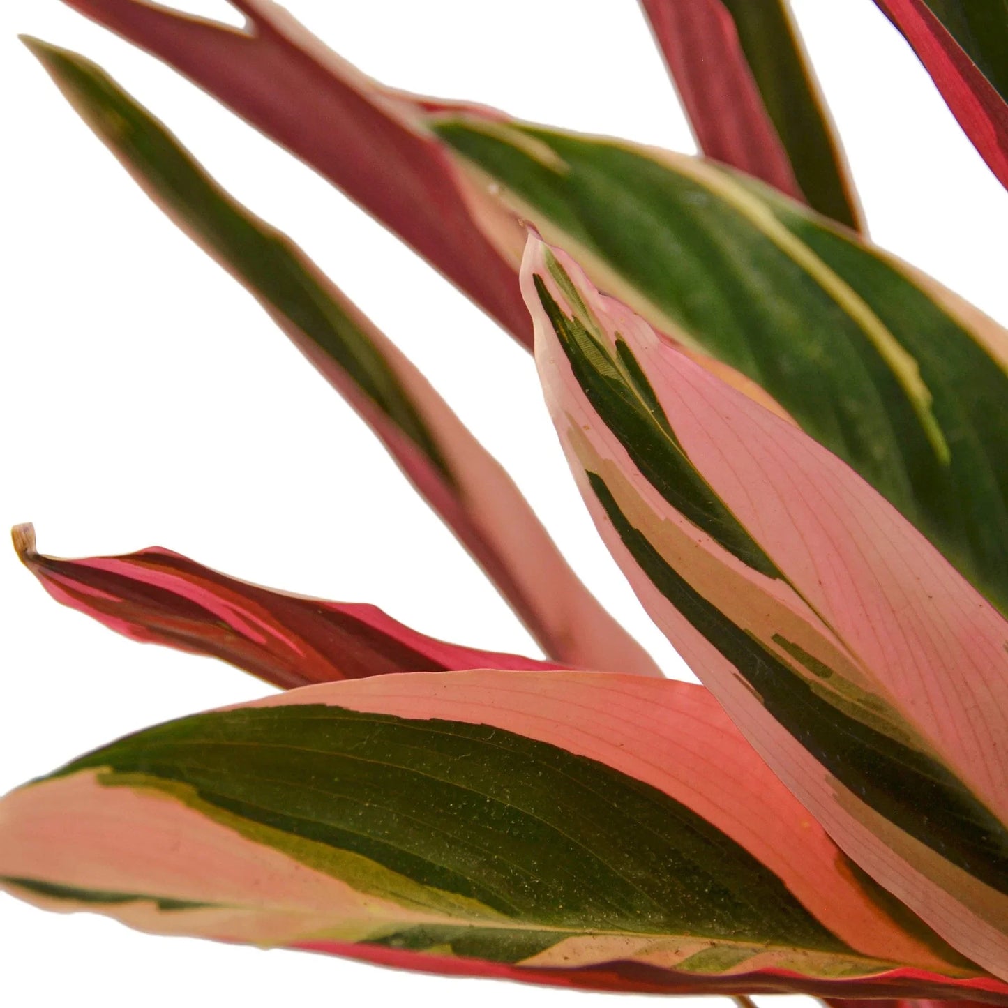 Stromanthe Triostar - Color Pop Delight: Exotic Variegated Houseplant with Pink and Cream Foliage