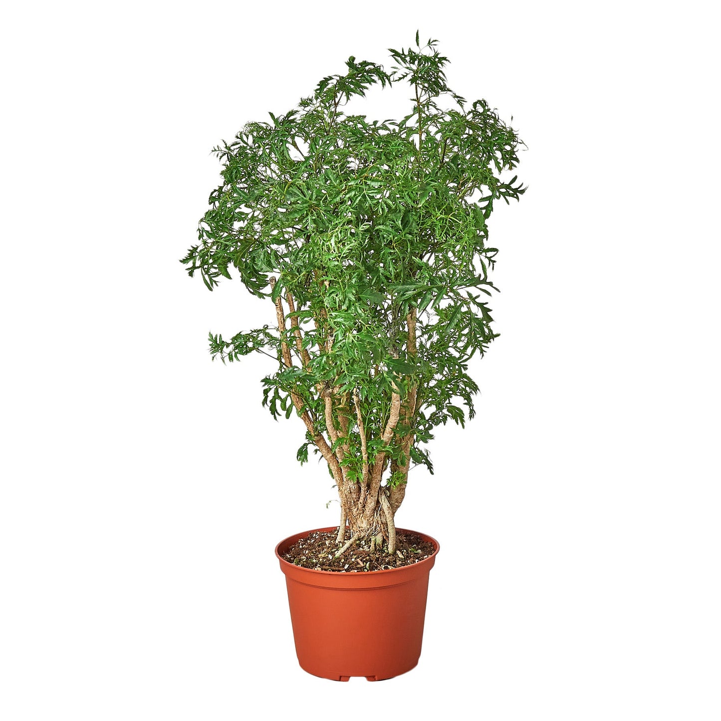 Aralia Ming Stump Plant - Ming Dynasty Delight: Evergreen Bonsai with Rich Green Leaves