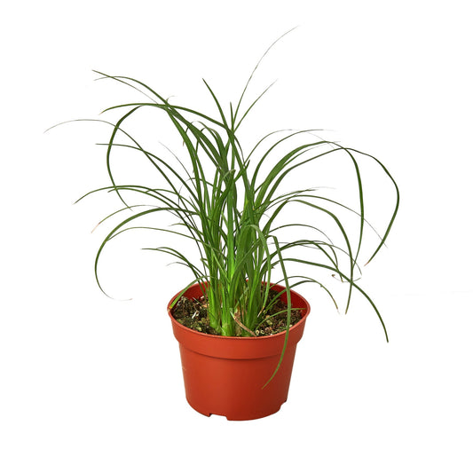 Palm Ponytail - Bad Hair Day Hero: Stylish, Low-Maintenance, Indoor Ornamental Plant