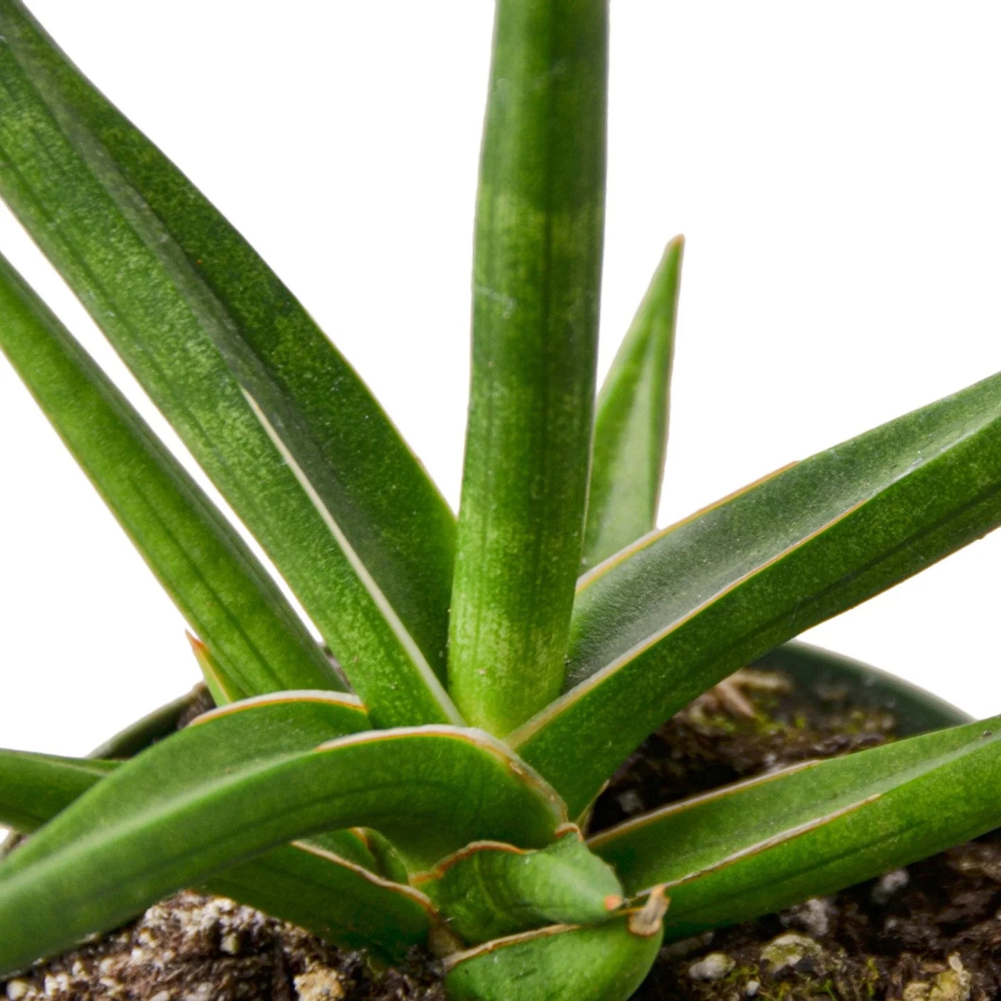 Snake 'Stuckii' - The Pointy Perfectionist: Low Maintenance Snake Plant in 4" Pot