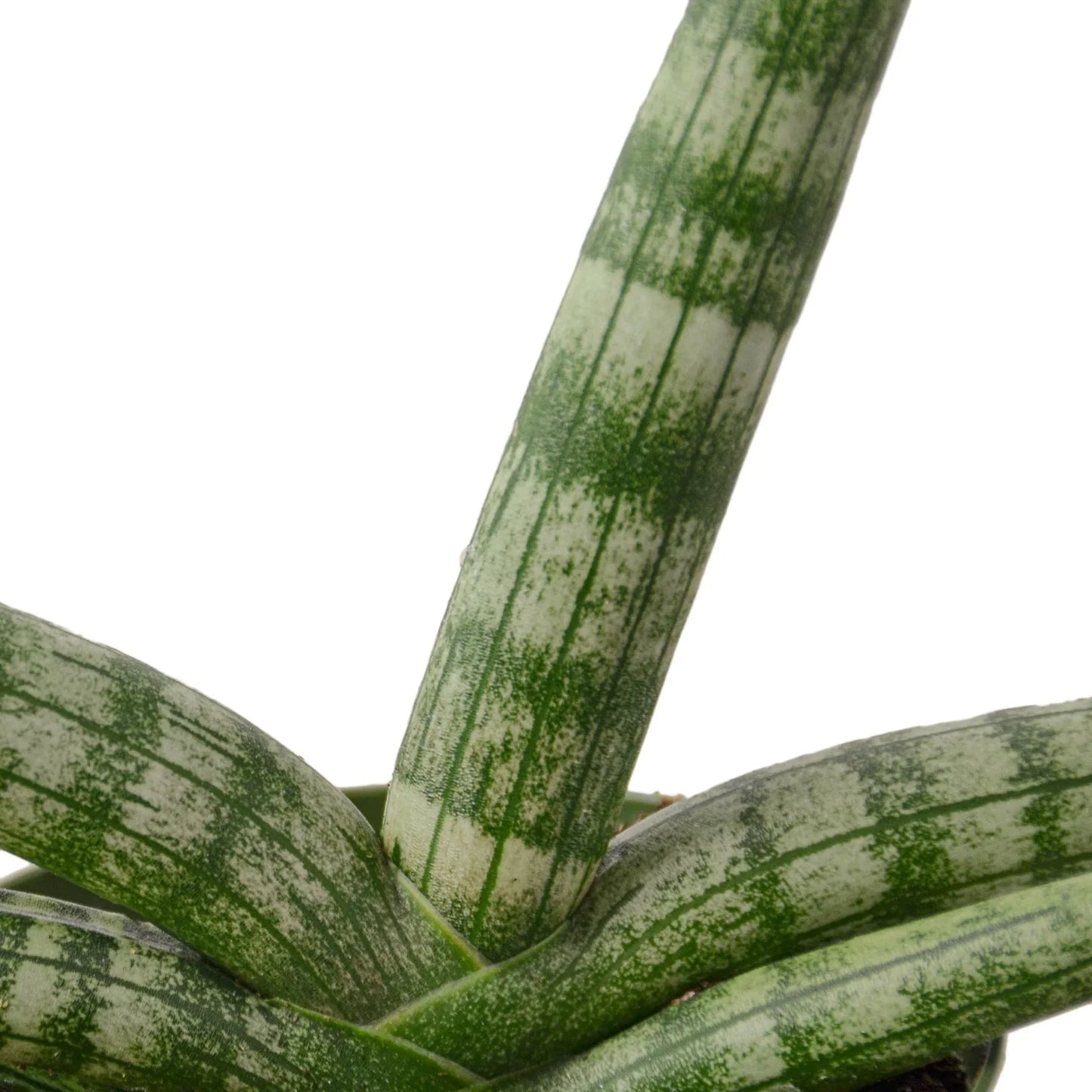 Snake Plant Starfish - Twister: Unique Sculptural Air-Purifying Houseplant