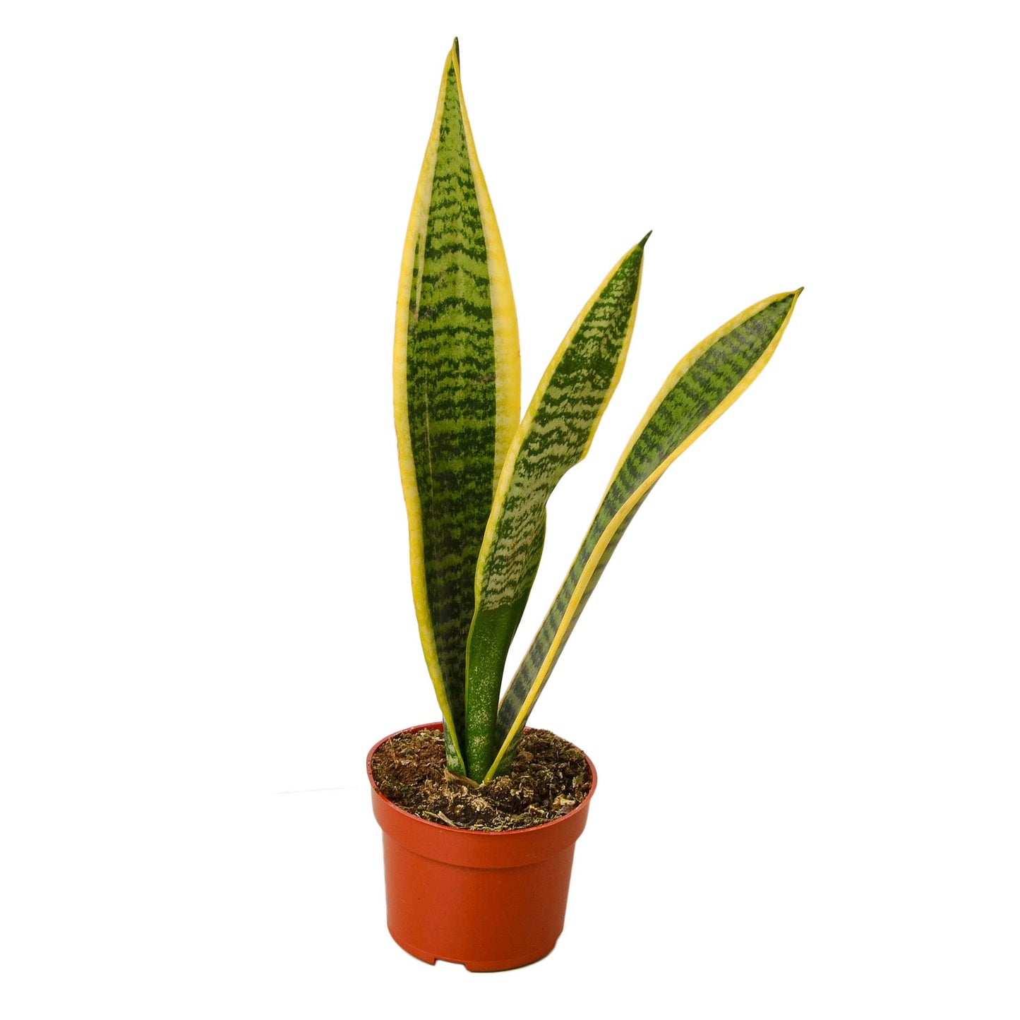 Snake Plant Laurentii - The Unkillable, Unshakeable Green Guardian: Air-Purifying, Easy-Care Houseplant