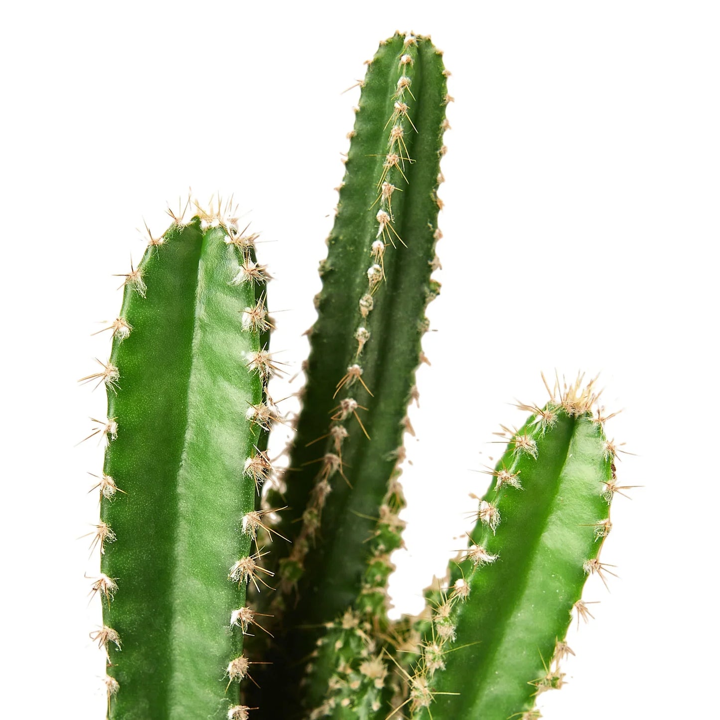 Fairy Castle Cactus - Majestic Spikes: Enchanting and Low Maintenance Indoor Plant