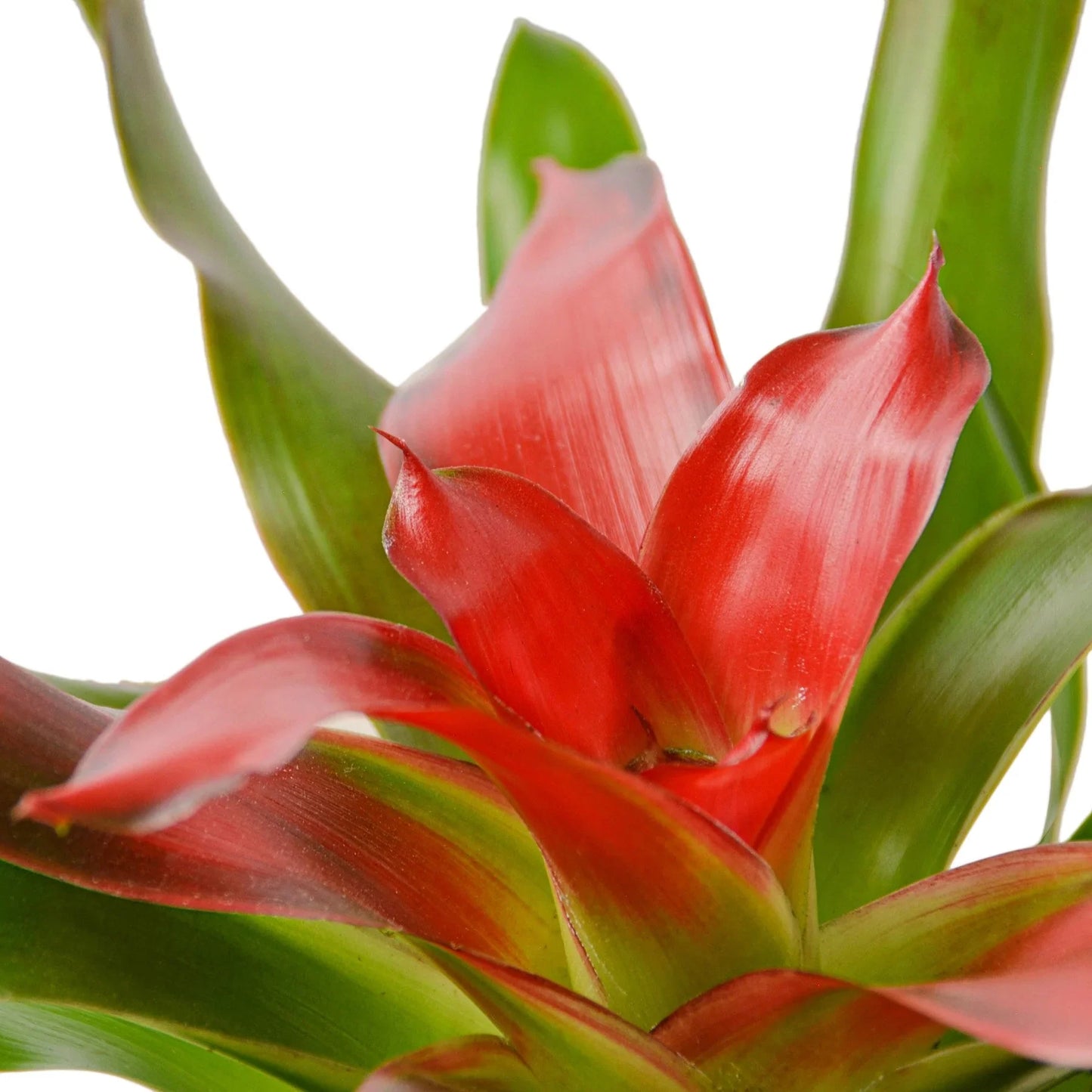 Bromeliad Medusa - Tangled Wonder: Exotic Red & Green Leaf Houseplant