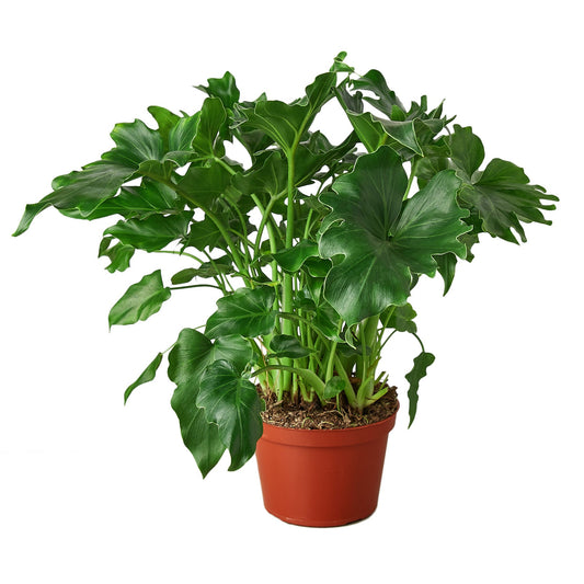 Philodendron ‘Little Hope’ - Tiny Jungle: Upright Growing, Glossy Split-Leaf Houseplant