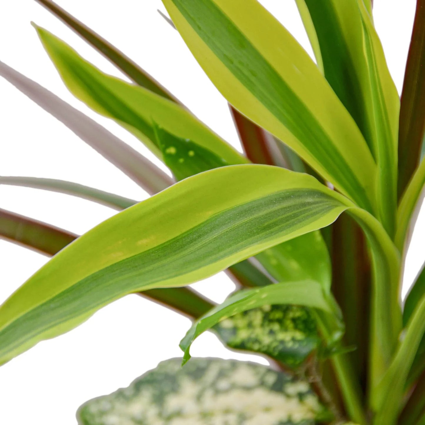 Dracaena 'Combo' - Tropical Trio Delight: Easy-Care Houseplant Mix Featuring Dragon Tree, Lemon Lime, and Croton Gold Dust