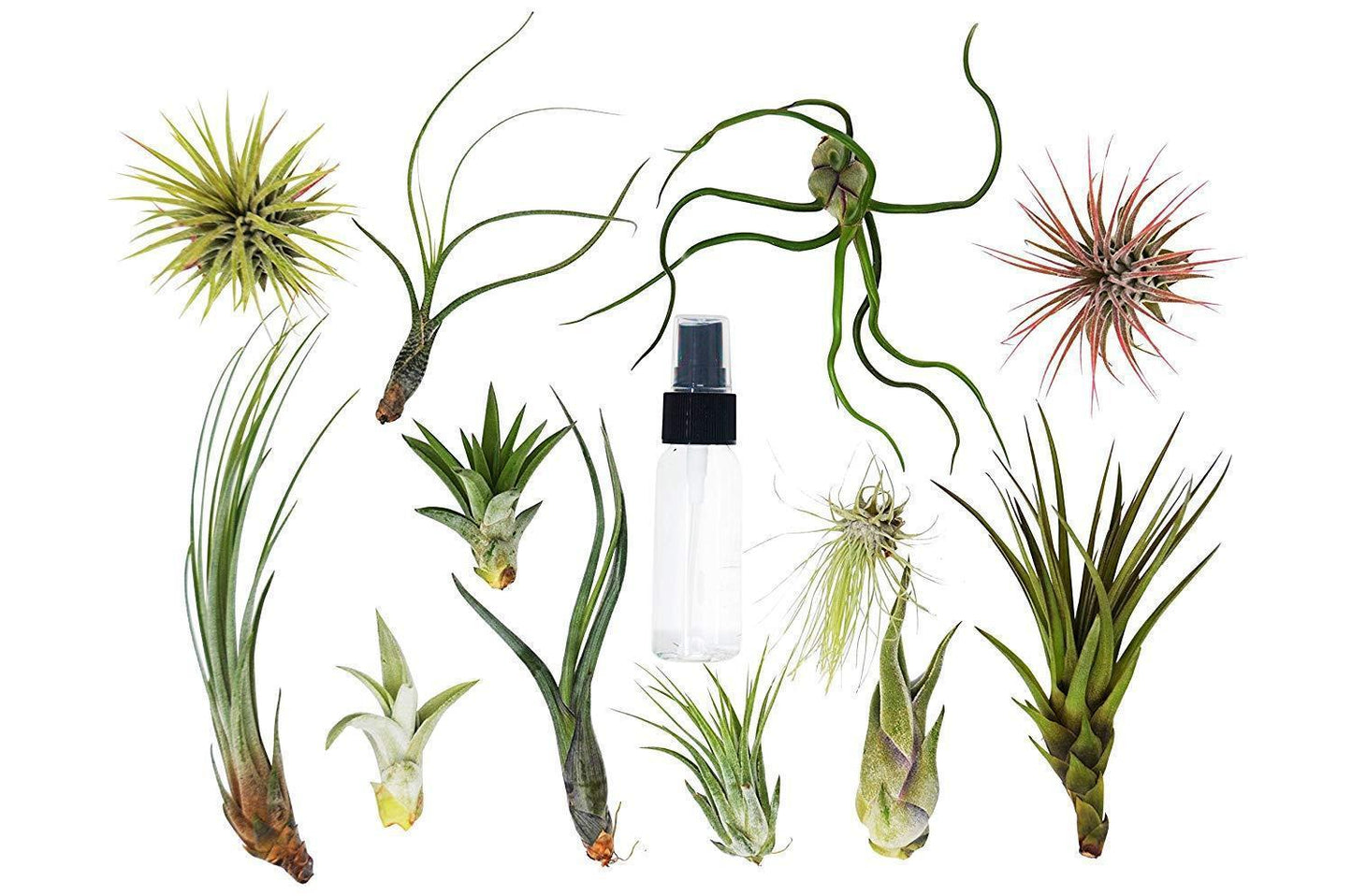 Tillandsia Air Plant Variety Pack w/ Spray Bottle - Sky Garden Starter Kit: Easy Care, Hardy, Natural Air Purifiers