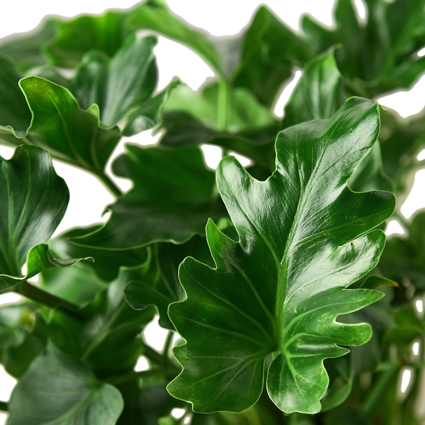 Philodendron ‘Little Hope’ - Tiny Jungle: Upright Growing, Glossy Split-Leaf Houseplant