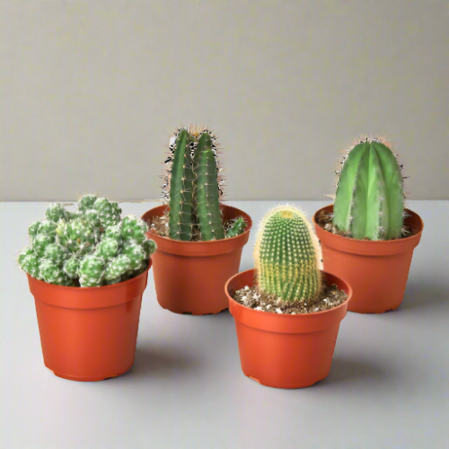 4 Cacti Variety Pack - Easy Care, Sun-Loving Succulents in 4.0" Pots